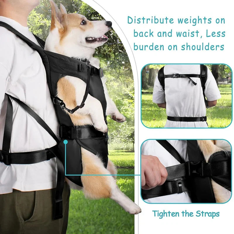 Zaino porta-cane LumaTrail con vista frontale per attività all'aperto | Lersk