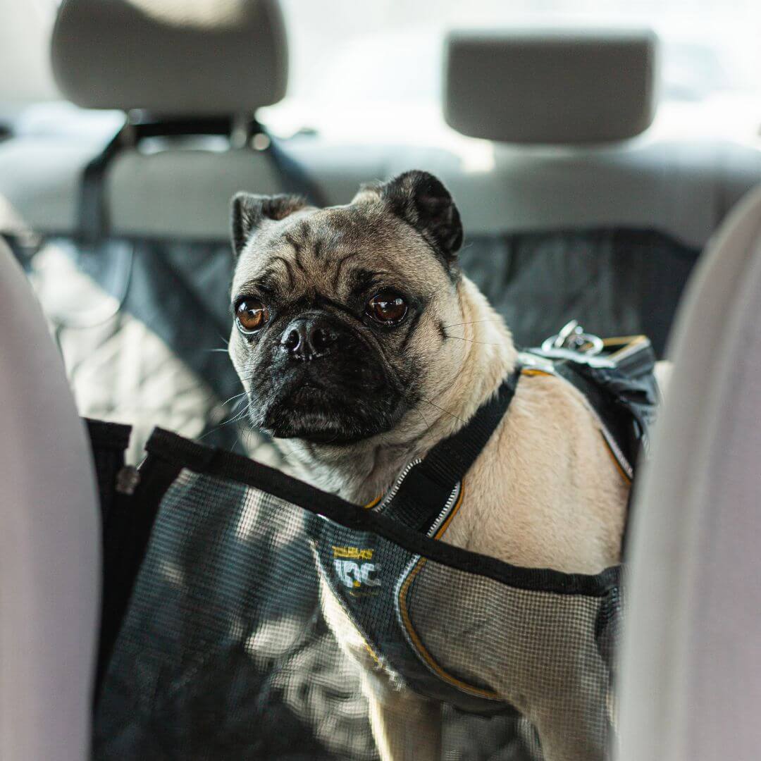 CozyPaws Shield Dog Car Seat Cover for Clean Rides | Lersk