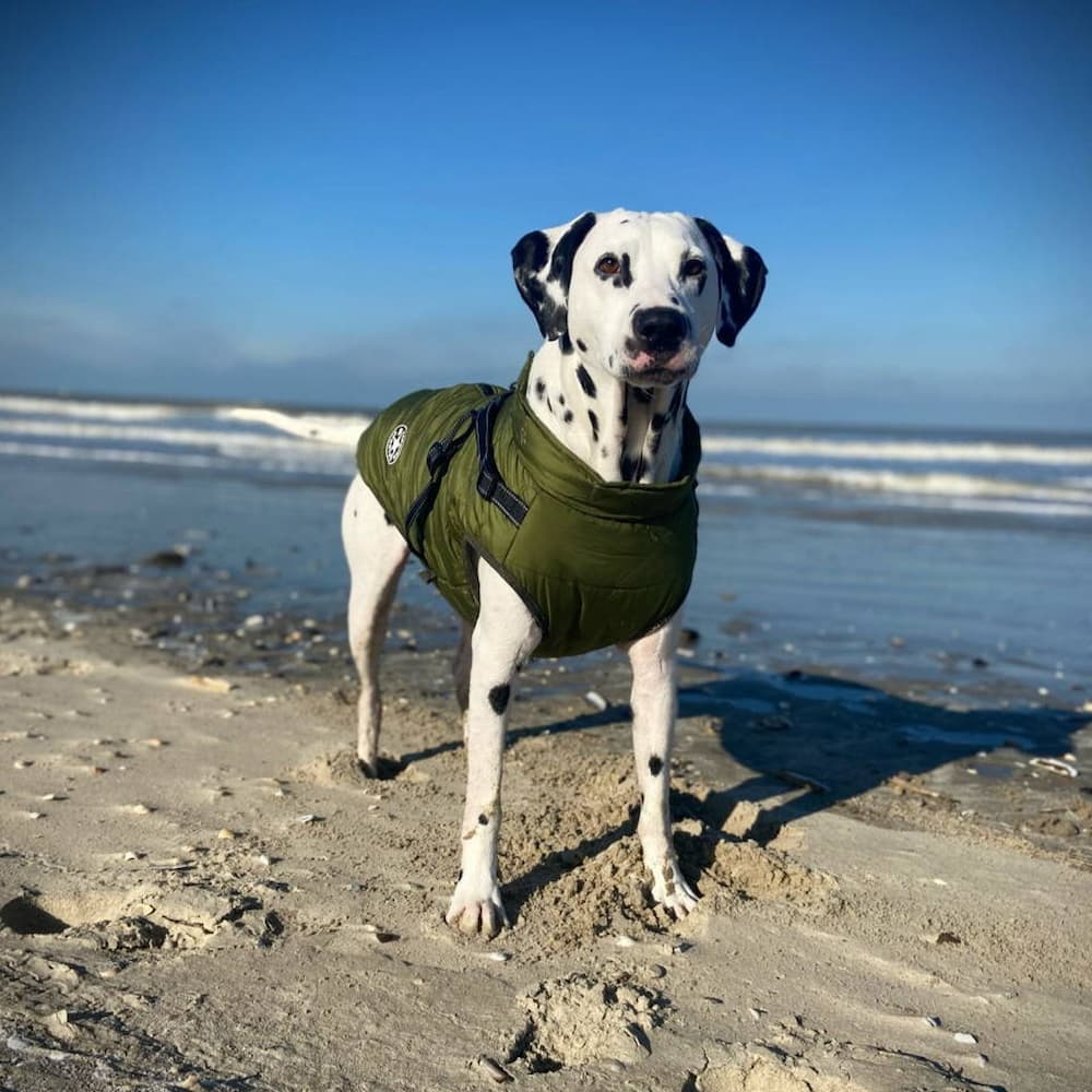 Pawhaven | Chaqueta para Perro | Lersk