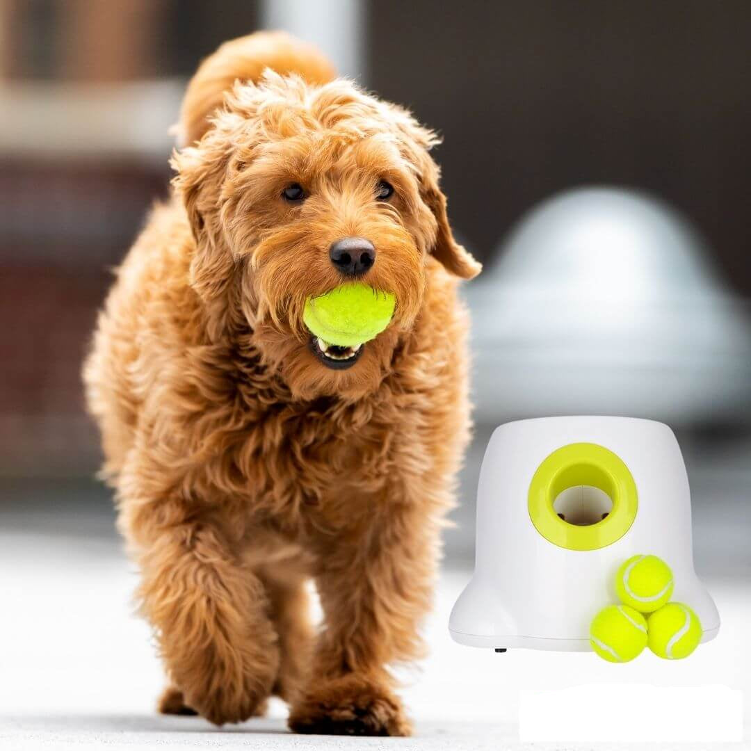 AuroraPup Auto Ball Launcher for Dogs - Fetch Master | Lersk