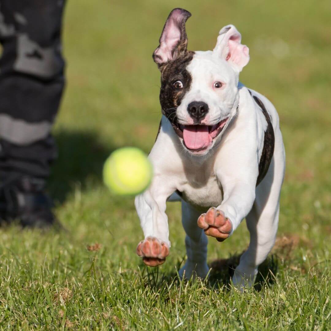 AuroraPup Auto Ball Launcher for Dogs - Fetch Master | Lersk