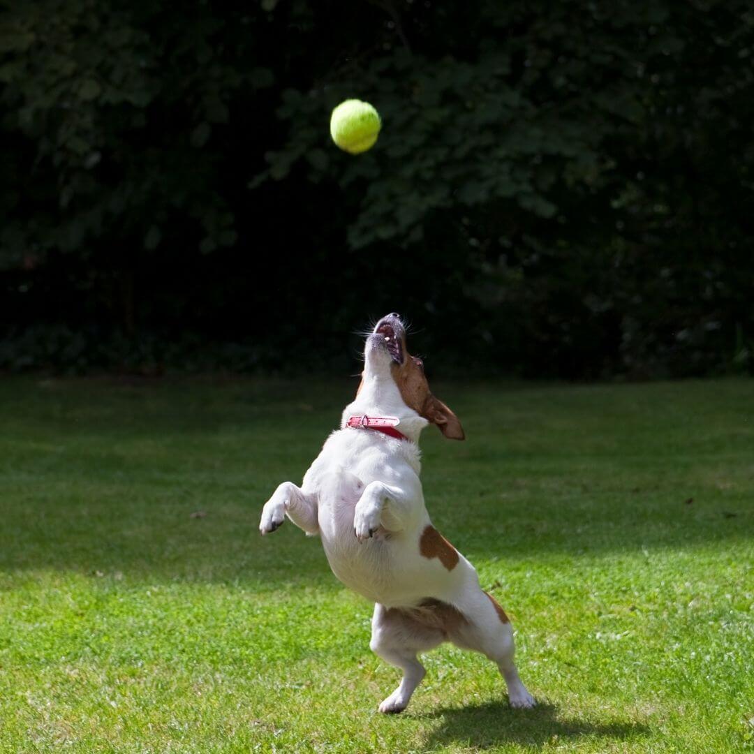 AuroraPup Auto Ball Launcher for Dogs - Fetch Master | Lersk