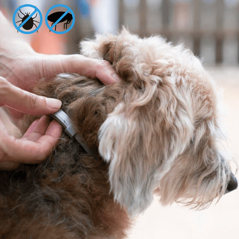 Collare PawSafeGuard | Prevenzione di pulci e zecche per cani | Lersk