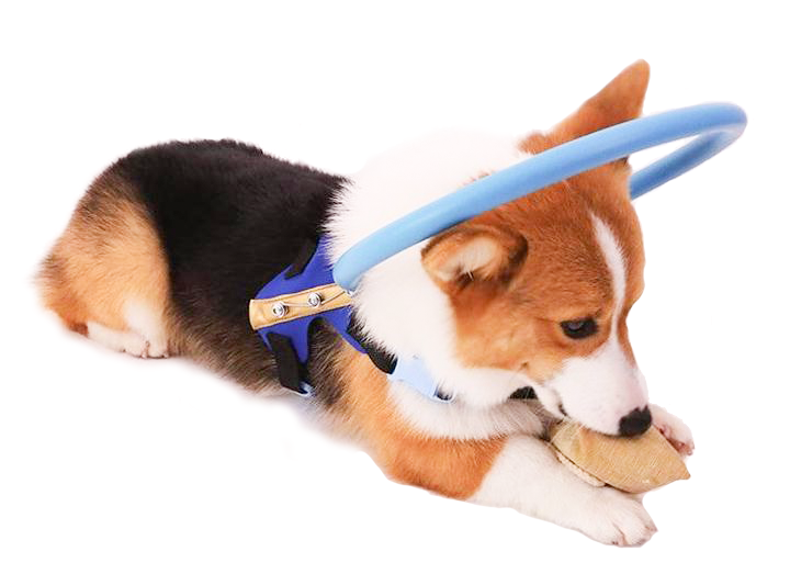 Imbracatura guida con collare paraurti essenziale Wanda Supply per cani ciechi | Lersk