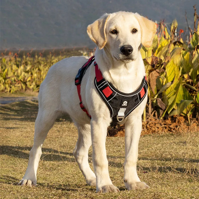 LumaStride Reflective No Pull Dog Harness Adjustable | Lersk