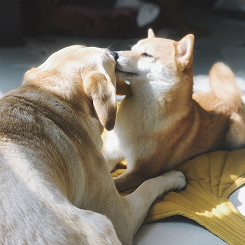 Breathable Cooling Dog Mat Keeps Pets Cool Leaf Shaped Washable | Lersk