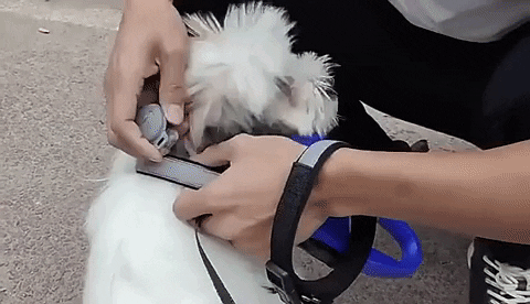 NovaTrail GPS Dog Locator And Activity Tracker Pro Plus | Lersk