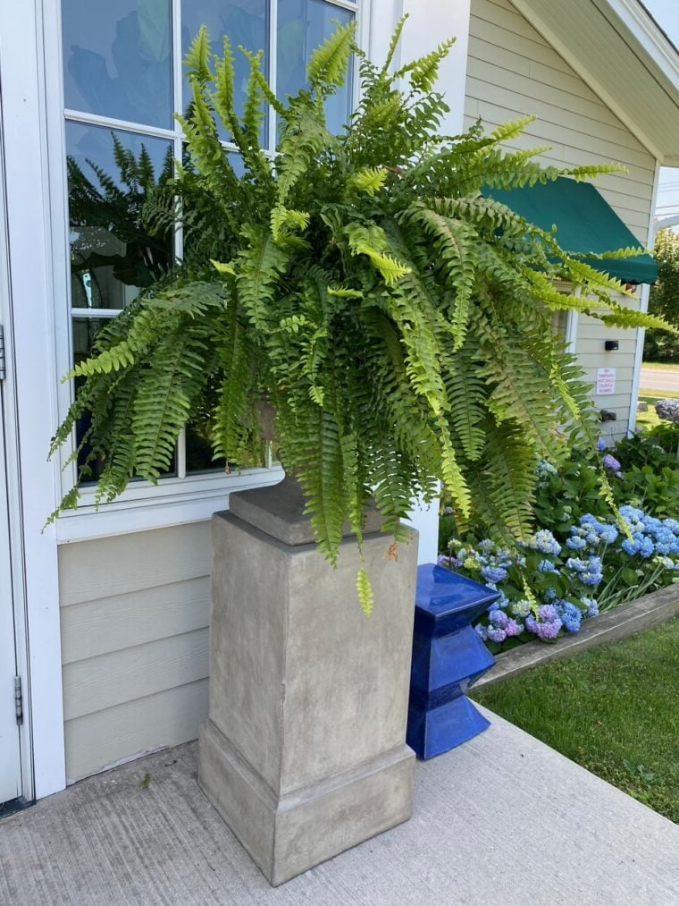Helecho Boston Artificial Resistente a los Rayos UV para Decoración Exterior, Realista, Impermeable y de Bajo Mantenimiento | Lersk