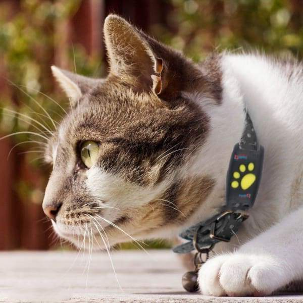 Dispositivo localizzatore per animali domestici PawGuard con microchip e GPS per gatti | Lersk