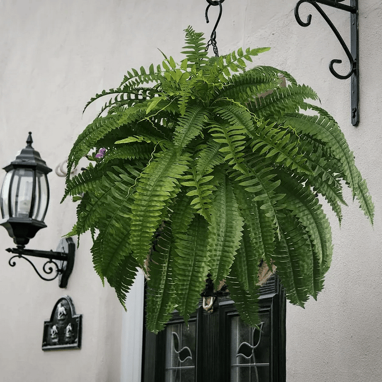 Helecho Boston Artificial Resistente a los Rayos UV para Decoración Exterior, Realista, Impermeable y de Bajo Mantenimiento | Lersk