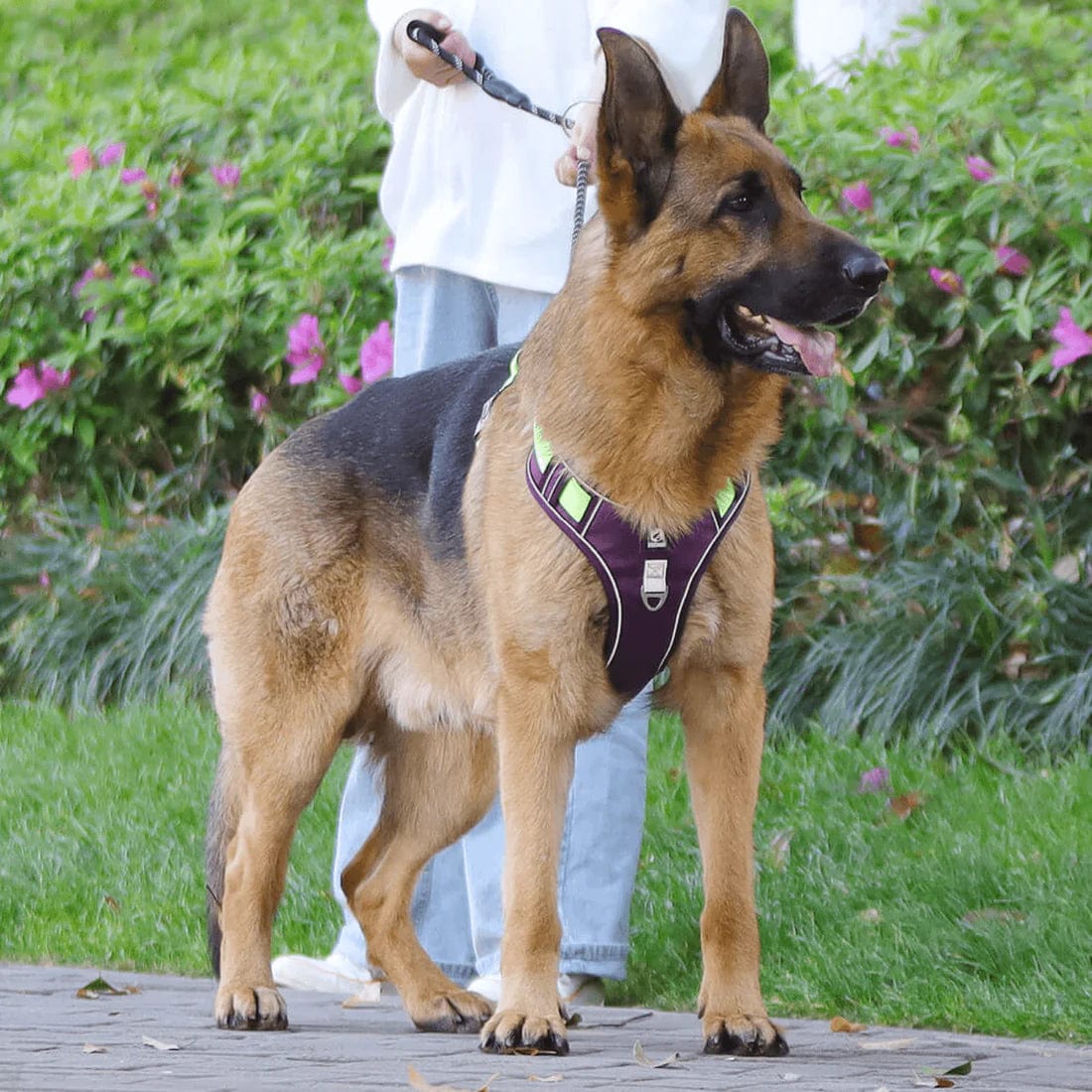 PawsControl الحزام النهائي لمنع سحب الكلاب للمشي والاستخدام اليومي لجميع السلالات | Lersk
