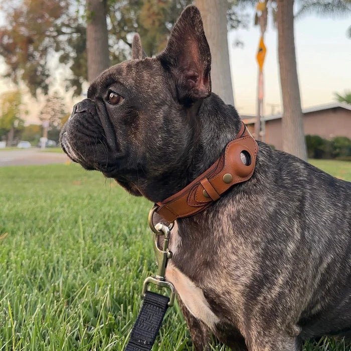 SafeTrack Premium AirTag Dog Collar For Pets With Find My App And Android Tracker Detector | Lersk