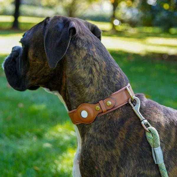 SafeTrack Premium AirTag Dog Collar For Pets With Find My App And Android Tracker Detector | Lersk