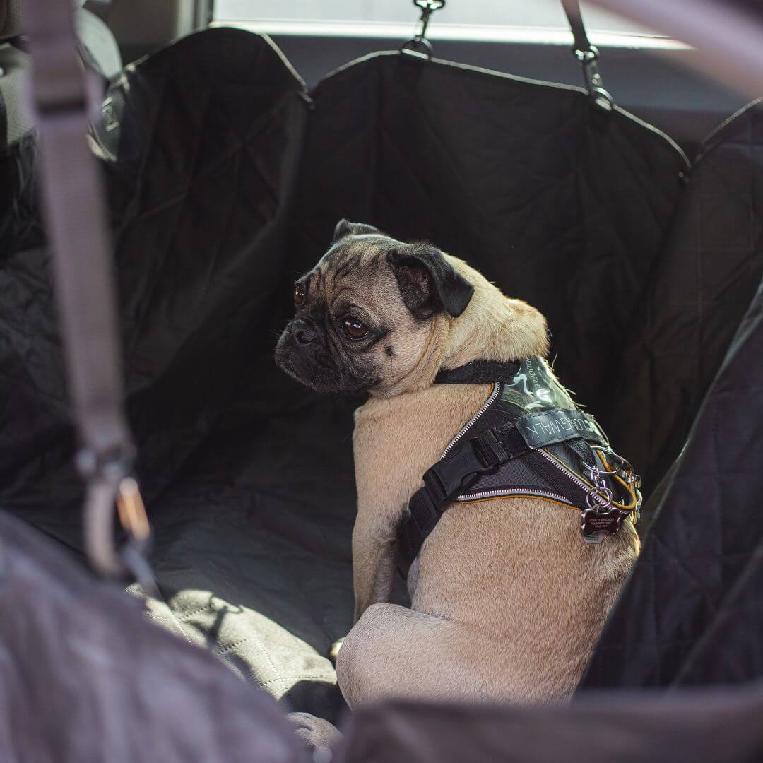 CozyPaws Shield Dog Car Seat Cover for Clean Rides | Lersk