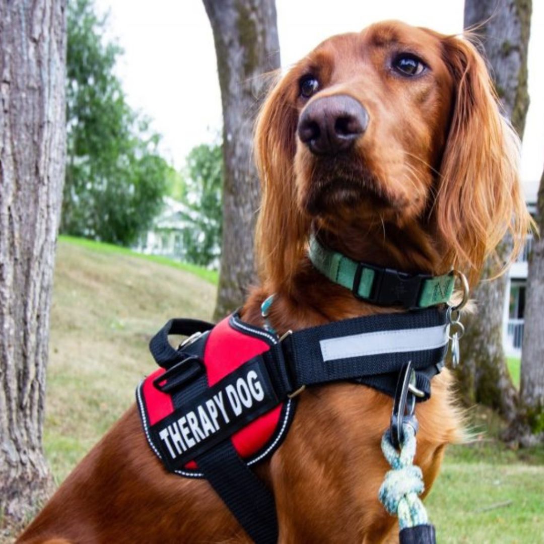 PawGuard Pro Postroj - nastavitelná podpora vodítka pro psy