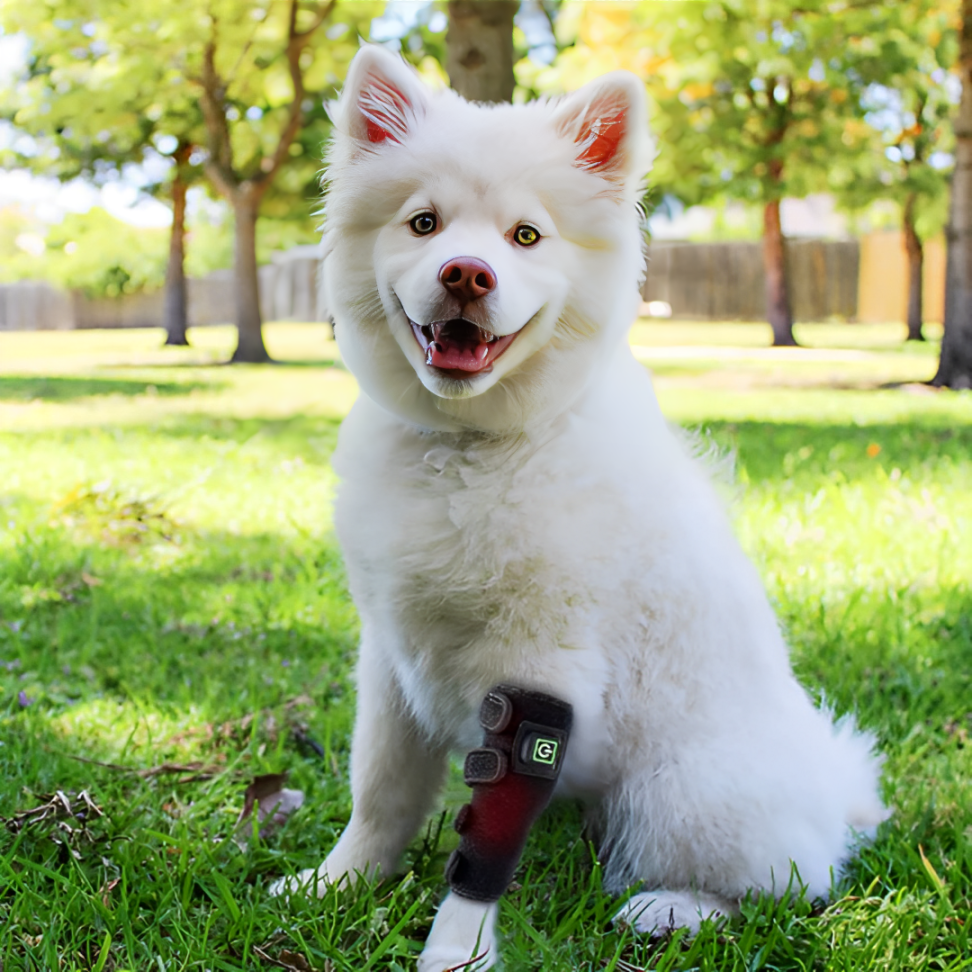 Red Light Therapy Belt For Pets For Dogs No EMF 3in1 | Lersk