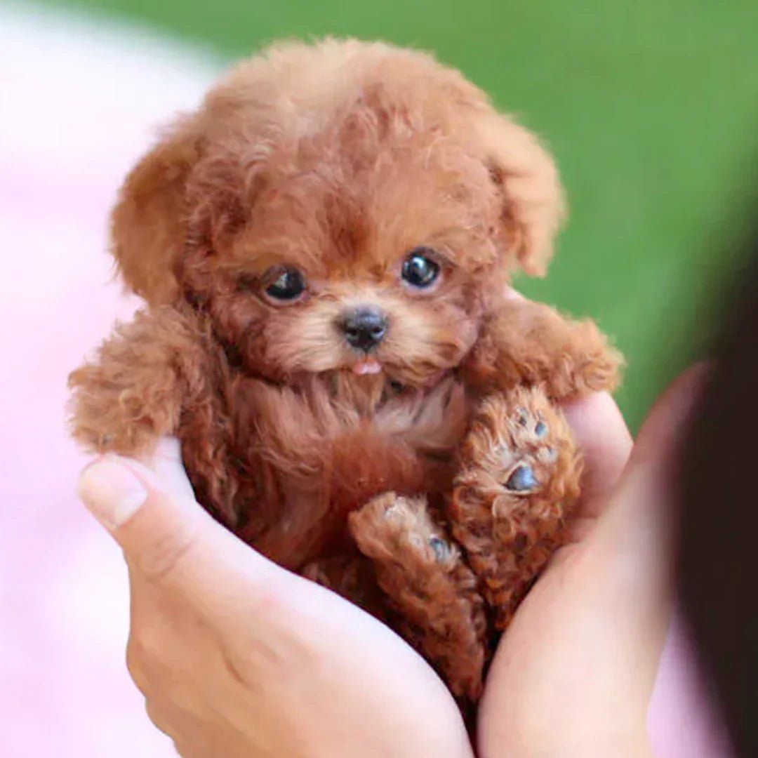 LumiPaws Interactive Plush Puppy With Realistic Movements And Touch Response | Lersk