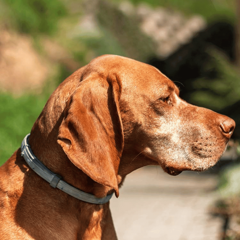 Collare PawSafeGuard | Prevenzione di pulci e zecche per cani | Lersk