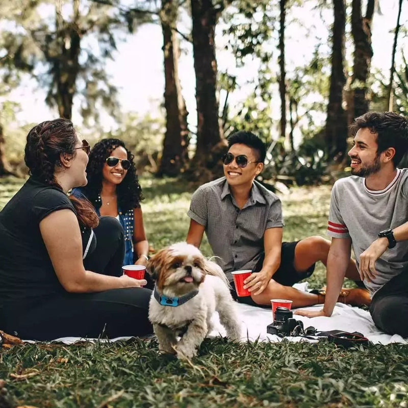 Collier anti-aboiement à ondes sonores CanineCalm sans choc | Lersk