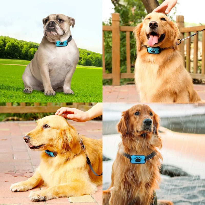Collier anti-aboiement à ondes sonores CanineCalm sans choc | Lersk