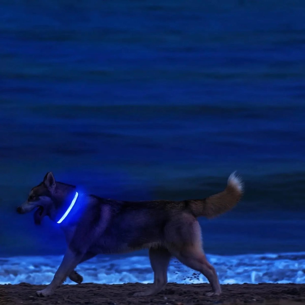 LED Safety Dog Collar With Adjustable Fit For Dogs, Enhancing Nighttime Visibility And Safety | Lersk