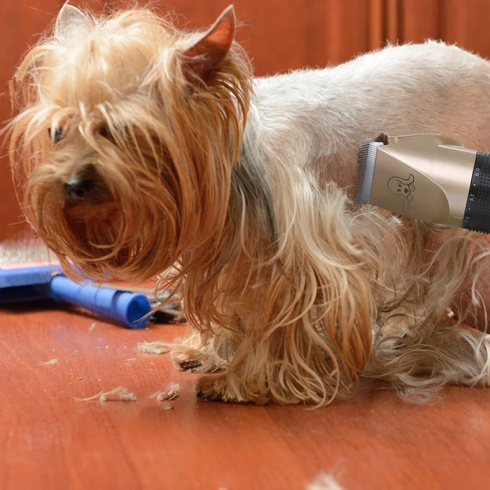 Furiva | Complete Pet Fur Care Kit | Lersk