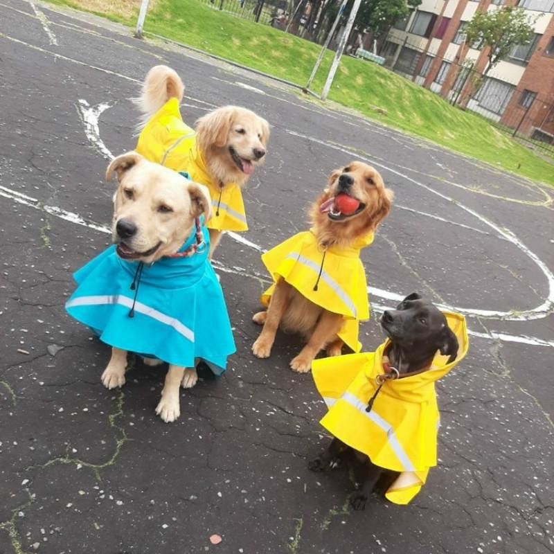 LumenPup Reflective Raincoat for Dogs in Wet Weather | Lersk