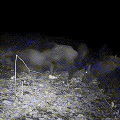 FaunaScout Noční vidění Venkovní kamera pro divokou zvěř | Lersk
