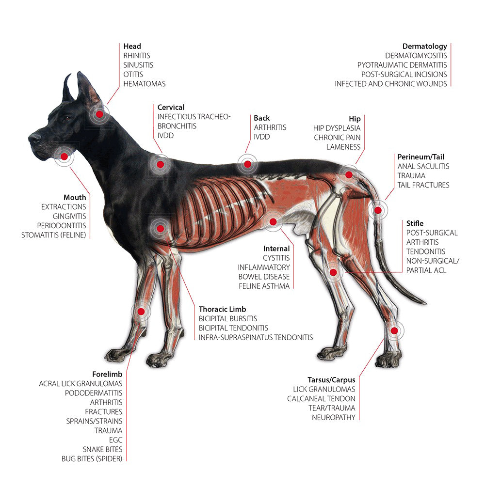 NovaVita Rødt Lys Terapi Pro 808/650nm Plus System | Lersk