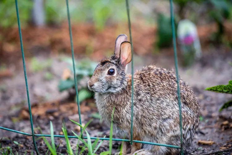 GardenGuard Solar Ultrasonic Rabbit Deterrent With Flashing Light | Lersk