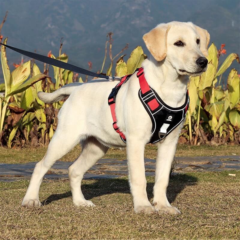 PawsControl الحزام النهائي لمنع سحب الكلاب للمشي والاستخدام اليومي لجميع السلالات | Lersk