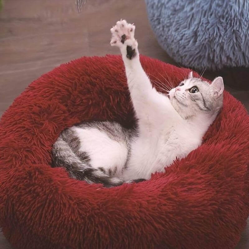 CalmPaws Cat Bed for Anxiety Relief and Everyday Comfort | Lersk