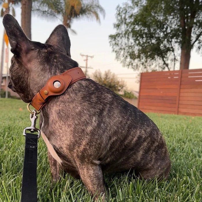 SafeTrack Premium AirTag Dog Collar For Pets With Find My App And Android Tracker Detector | Lersk