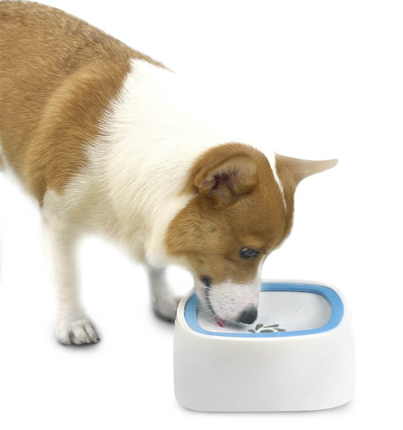 Dispenser d'Acqua Igienico PawPure per Animali per un'Idratazione Pulita | Lersk